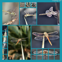 Photo Collage Dragonflies 