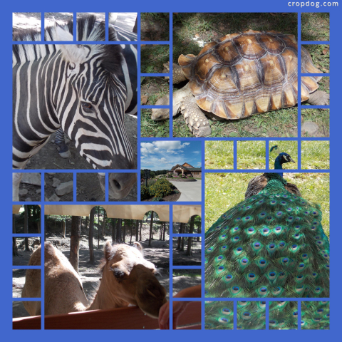 Photo Collage Zoo Animals