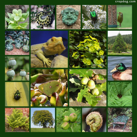 Photo Collage Twenty Shades Of Green