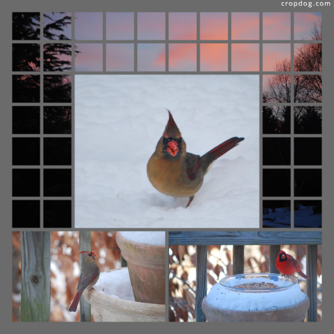 Photo Collage Winter Birds