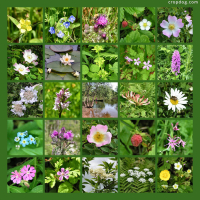 Photo Collage Wild Flowers Everywhere
