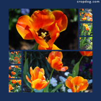 Photo Collage Tulips