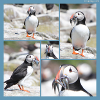 Photo Collage Puffins On Inner Farne