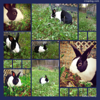 Photo Collage Boberry Bunny