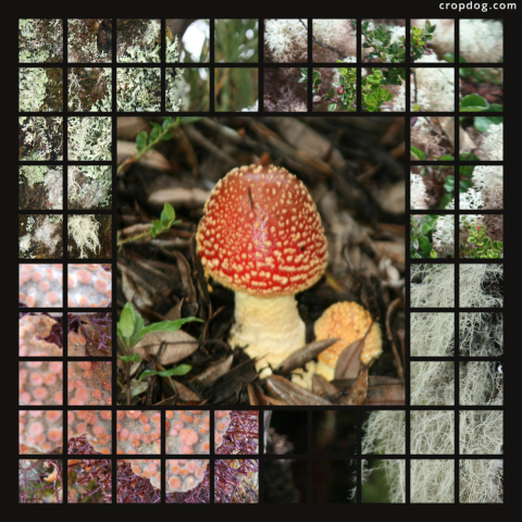 Photo Collage Mushroom