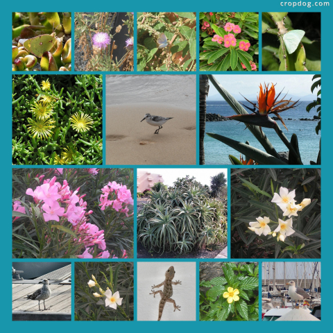 Photo Collage Some Of Lanzarote's Flora And Fauna