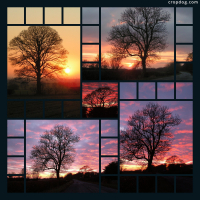 Photo Collage Familiar Trees At Sunset