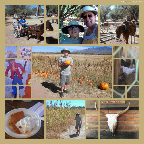 Photo Collage Pumpkin Farm
