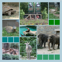 Photo Collage National Zoo