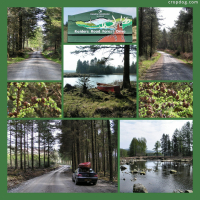 Photo Collage Raiders Road Forest Drive