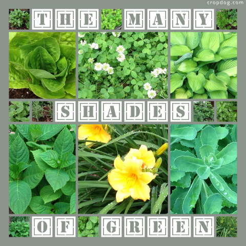 Photo Collage The Many Shades Of Green