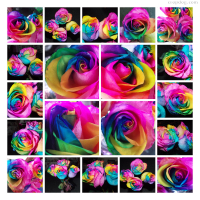 Photo Collage Rainbow Roses
