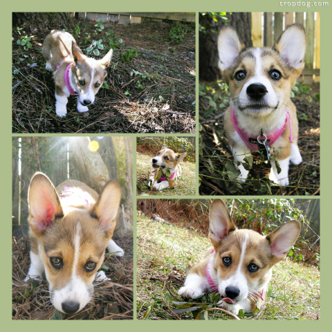 Photo Collage Sadie - Corgi Puppy